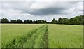 Footpath through the barley 