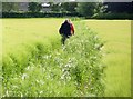 TF2259 : Walking through the barley  by Alan Murray-Rust