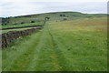 Grassy track on Andrew