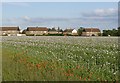 Poppy crop at Digby 