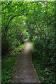 Board Walk in Villa Wood