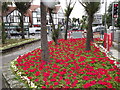 Flower Bed on Kingston Road