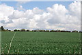 A field of wheat