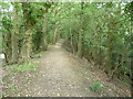 Ridge top path in woods on Common Hill