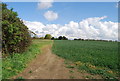 Wheat field