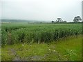 A field of broad beans