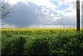 Oilseed rape