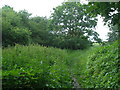 Plenty of weeds on the Leeds Country Way