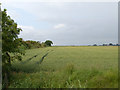 SE7518 : Wheat field beside Swinefleet Warping Drain by Trevor Littlewood