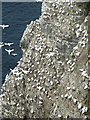 NJ8267 : Nesting Gannets by Anne Burgess