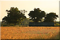 Field of barley