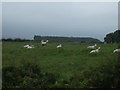 Grazing land near Cheswick Buildings