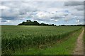 Hanley Spring Wood, Thundridge