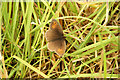 Meadow Brown butterfly