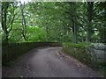 Track through Spring Wood