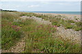 Wild flowers colonising the beach at Kingsdown