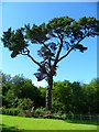 Scots pine near the "Red House"