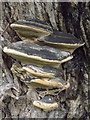 SU9644 : Bracket Fungi by Colin Smith