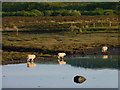 NG4151 : Reflective sheep by James Allan