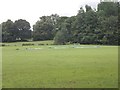 Cricket Pitch - Nunroyd Park