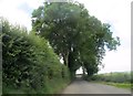J5145 : Arching trees on the Slievegrane Road by Eric Jones