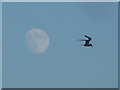 SZ0890 : Westbourne: a tern flies past the moon by Chris Downer