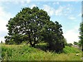 SJ9493 : Oak Tree at Foxholes by Gerald England
