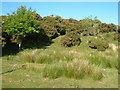 Moorland edge near Merripit