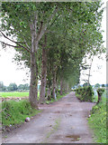 W6168 : Avenue of trees, Curraheen Village by David Hawgood