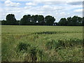 Farmland off Forest Road