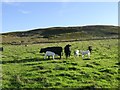 NR6518 : Cattle at High Tirfergus farm by John Armour