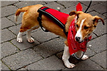 R3377 : Ennis - Walking Tour - Street Vendor's Cute Dog by Joseph Mischyshyn