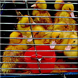 R3377 : Ennis - Market Place - Farmers' Market - Baby Ducks by Joseph Mischyshyn