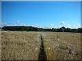 Footpath towards the Runghills