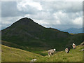 SD2191 : Herdwick sheep on Great Stickle by Karl and Ali