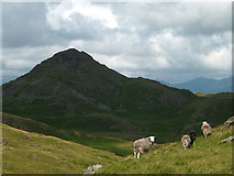 SD2191 : Herdwick sheep on Great Stickle by Karl and Ali