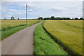 Road through barley fields