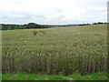 Farmland near Westwell