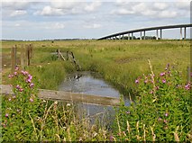 TQ9069 : Ferry Marshes, seen from the Old Ferry Road by Stefan Czapski