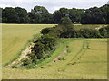SU5629 : Downland Hedgerow by Colin Smith