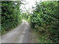 H4915 : Overgrown road, Drumbo by Kenneth  Allen