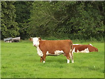 SU5730 : Cattle in Tichborne Park by Colin Smith