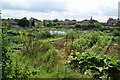 Allotments above St Dunstan