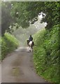 Horse and rider near Horner Down