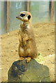 TR2558 : Meerkat in Wingham Wildlife Park by pam fray