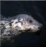 J5082 : Seal, Bangor harbour by Rossographer