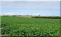 Potato crop near Bempton