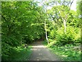 Pathway through Park Wood