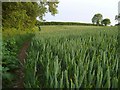 Wheat near Newton Poppleford