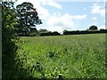 Sunny south-western corner of a meadow